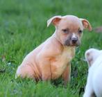 Amerikaanse Stafford pup, Dieren en Toebehoren, België, CDV (hondenziekte), 8 tot 15 weken, American Staffordshire Terriër