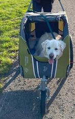 Doggy ride fietskar, Januari