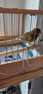 Kanarie man 20€, Dieren en Toebehoren, Vogels | Overige Vogels