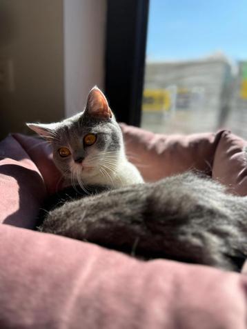 Britse Korthaar Poes beschikbaar voor biedingen