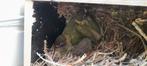 Vogels, Dieren en Toebehoren