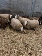 Drachtig ooien, Dieren en Toebehoren, Schapen, Geiten en Varkens