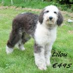 Labradoodle femelles (Belges), 15 semaines à 1 an, Commerçant, Belgique, Plusieurs