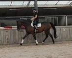 Recreatiepaard, Dieren en Toebehoren, Gechipt, Ruin, Dressuurpaard, Zadelmak