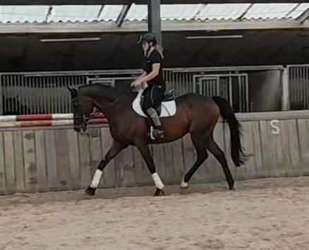 Recreatiepaard, Dieren en Toebehoren, Paarden, Ruin, Zadelmak, 170 tot 175 cm, 11 jaar of ouder, Dressuurpaard, Met stamboom, Gechipt