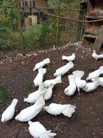 Witte pauwstaart 2025, Dieren en Toebehoren, Meerdere dieren, Wildzangvogel, Tam