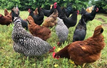 Poules pondeuses brunes et noires