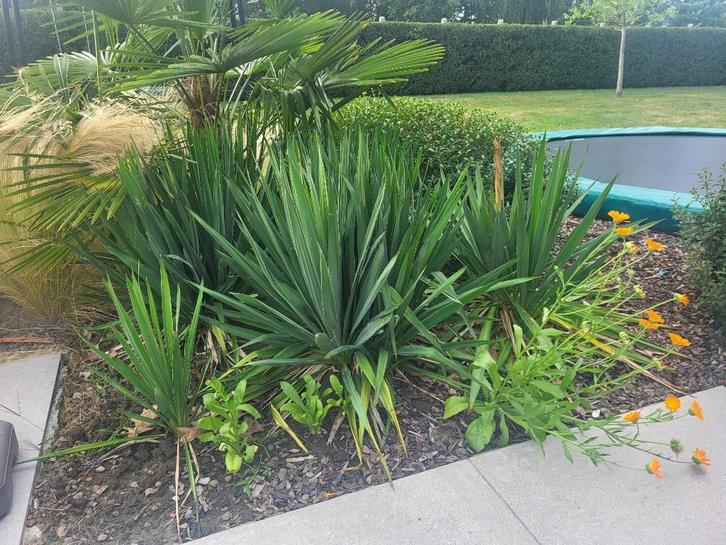 Yucca Filamentosa - palmlelie - winterhard - eigen kweek, Tuin en Terras, Planten | Bomen, Zomer, In pot, Ophalen