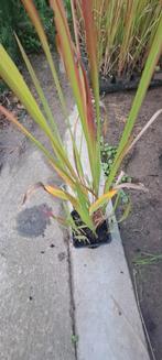Imperata cylindrica ‘Red Baron’, Tuin en Terras, Planten | Tuinplanten, Ophalen, Herfst, Vaste plant