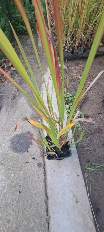 Imperata cylindrica ‘Red Baron’ beschikbaar voor biedingen