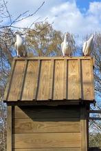 Witte duiven, Dieren en Toebehoren