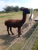 Alpaca Hengst, Dieren en Toebehoren, Overige Dieren, Mei, Mannelijk