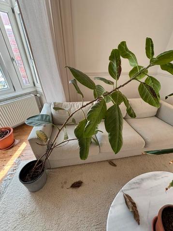 Ficus 1m10 beschikbaar voor biedingen