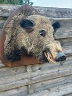 Opgezette varkens kop everzwijn kop, Ophalen of Verzenden