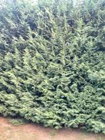 Gratis haagplanten, Ophalen, Conifeer, Haag, 250 cm of meer