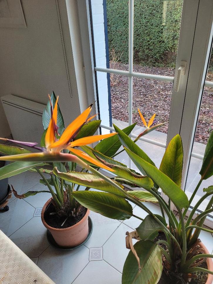 Plante oiseau de paradis, Jardin & Terrasse, Plantes | Jardin, Plante fixe, Autres espèces, Plein soleil, Hiver, Enlèvement