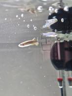 4 zebra barbeeltjes ruil voor rasbora of tetra soort