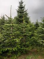 Kerstdennen Nordmann         Sapin de Noel, Tuin en Terras, Planten | Bomen, Ophalen, Bloeit niet, Halfschaduw, 100 tot 250 cm