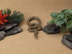 Rosy Boa – Trivirgata Trivirgata (Mexicaan) – Mannetje, Animaux & Accessoires, Reptiles & Amphibiens, Serpent, Domestique, 0 à 2 ans