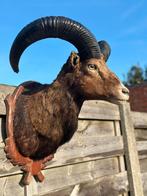 Taxidermie rams kop, Enlèvement ou Envoi