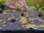 Neocaridina yellow /yellow neon, Dieren en Toebehoren