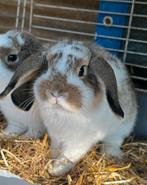 NHD konijn, Dieren en Toebehoren, Konijnen