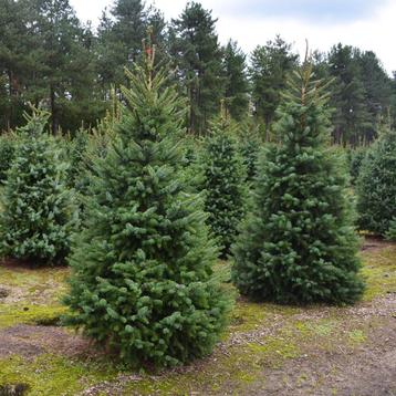 Kerstbomen (3770 Riemst, tegen Maastricht) beschikbaar voor biedingen