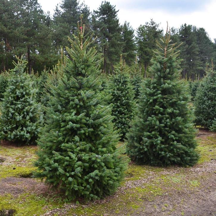 Kerstbomen (3770 Riemst, tegen Maastricht), Tuin en Terras, Planten | Bomen, Overige soorten, 100 tot 250 cm, In pot, Ophalen