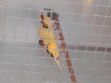 Te koop  jonge kanaries