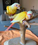 CONURE PYRRHURA LUTINO EAM 2025, Dieren en Toebehoren, Meerdere dieren, Pratend