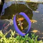 Pêche en étang, Animaux & Accessoires, Poissons | Poissons d'étang