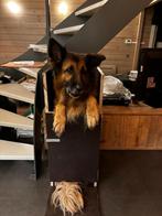 Bailey's chair voor honden met slokdarmverlamming., Dieren en Toebehoren, Ophalen, Zo goed als nieuw