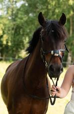 8-jarige c-pony (132 cm - merrie), Dieren en Toebehoren, Springpony, C pony (1.27m tot 1.37m), 7 tot 10 jaar, Merrie