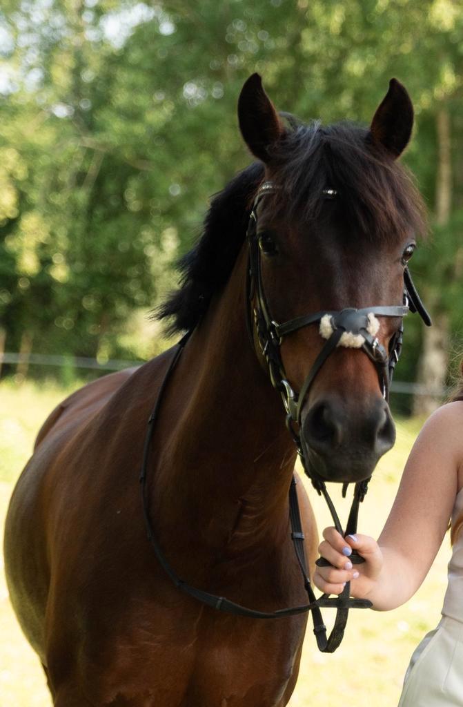 8-jarige c-pony (132 cm - merrie), Dieren en Toebehoren, Pony's, Merrie, C pony (1.27m tot 1.37m), Springpony, 7 tot 10 jaar, Gechipt