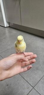 Golvende parkiet, Dieren en Toebehoren