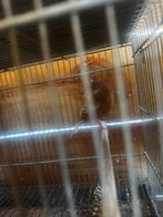 3 koppels kanaries te koop, Dieren en Toebehoren
