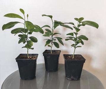 Lot De 3 jeunes plants BIO de CITRON KAFFIRS,, combava  RDC, Enlèvement ou Envoi