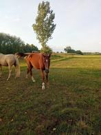 Twee dravermerries te koop, Dieren en Toebehoren, Paarden, Merrie, Gechipt, 3 tot 6 jaar, 160 tot 165 cm