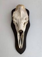 Schedel Eland, Verzamelen, Ophalen, Schedel