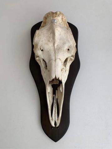 Schedel Eland  beschikbaar voor biedingen