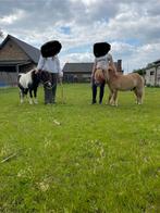2 prachtige hengstjes, Dieren en Toebehoren, Hengst, Gechipt, 7 tot 10 jaar