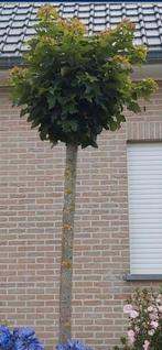 Acer Platanoides Globosum, Jardin & Terrasse, Plantes | Arbres, Enlèvement
