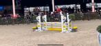 Springpaard Million Dollar X Stakkato, Dieren en Toebehoren, Merrie
