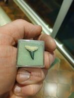 Haaientand bone valley, Ophalen of Verzenden