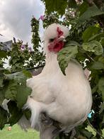 Haantje, Dieren en Toebehoren, Mannelijk, Kip