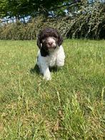 Italiaanse waterhond pups te koop, Dieren en Toebehoren, België, Overige rassen, CDV (hondenziekte), 8 tot 15 weken