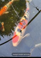 Koi vissen, Dieren en Toebehoren, Karper of Koi