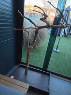 Javaboom, Dieren en Toebehoren, Vogels | Parkieten en Papegaaien