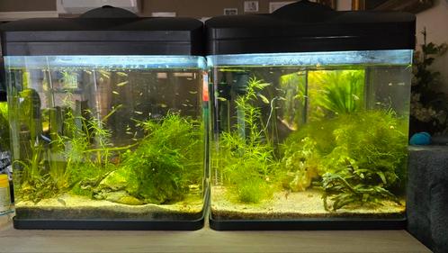 Complete aquariq, Dieren en Toebehoren, Vissen | Aquaria en Toebehoren, Zo goed als nieuw, Ophalen