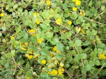 Lysimachia nummularia geel bloeiende bodembedekker beschikbaar voor biedingen